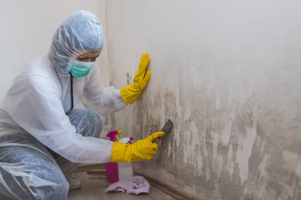 Professional Mold Inspection, Removal & Remediation in Eagan, MN